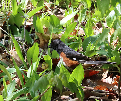 Eastern Towhee - Pipilo erythrophthalmus Habitat: Early successional forest (A young forest with lots of grasses and shrubs. It's a great habitat for wildlife and was probably originally a field/farm). Eastern Towhee,Geotagged,Pipilo,Pipilo erythrophthalmus,Spring,Towhee,United States