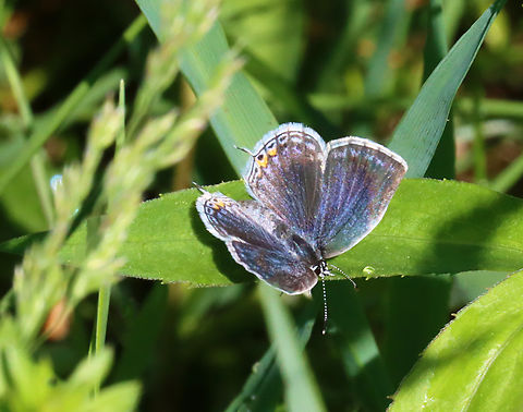 Eastern Tailed Blue - Cupido comyntas Habitat: Meadow Cupido comyntas,Eastern Tailed-blue,Geotagged,Lycaenidae,Spring,United States,butterfly,cupido,everes comyntas