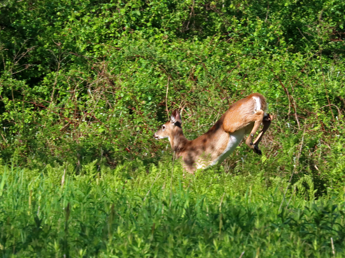 White-tailed Deer - Odocoileus virginianus This deer saw me before I saw it and was gone in seconds.<br />
<br />
Habitat: Meadow/forest edge Geotagged,Odocoileus,Odocoileus virginianus,Spring,United States,White-tailed deer,deer