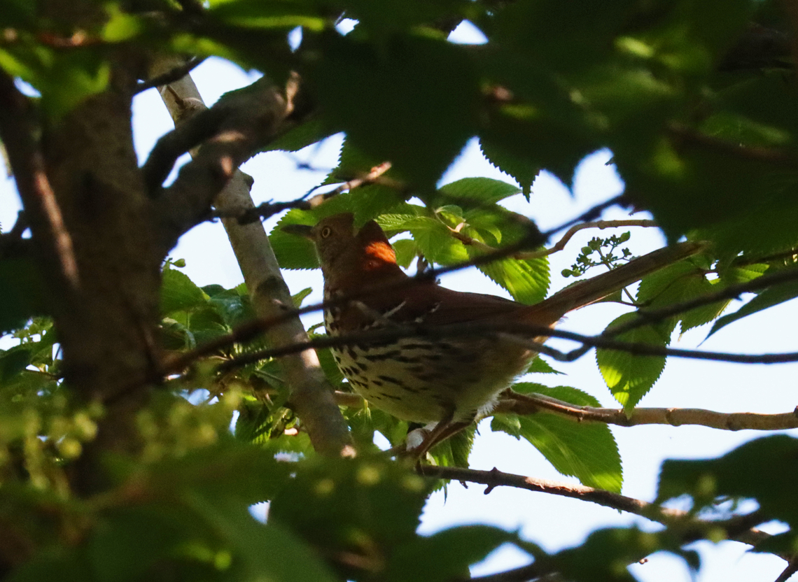 Brown Thrasher - Toxostoma rufum This bird stayed hidden, but very alert, in a bush.<br />
<br />
Habitat: Beside a small pond Brown Thrasher,Geotagged,Mimidae,Spring,Toxostoma,Toxostoma rufum,United States