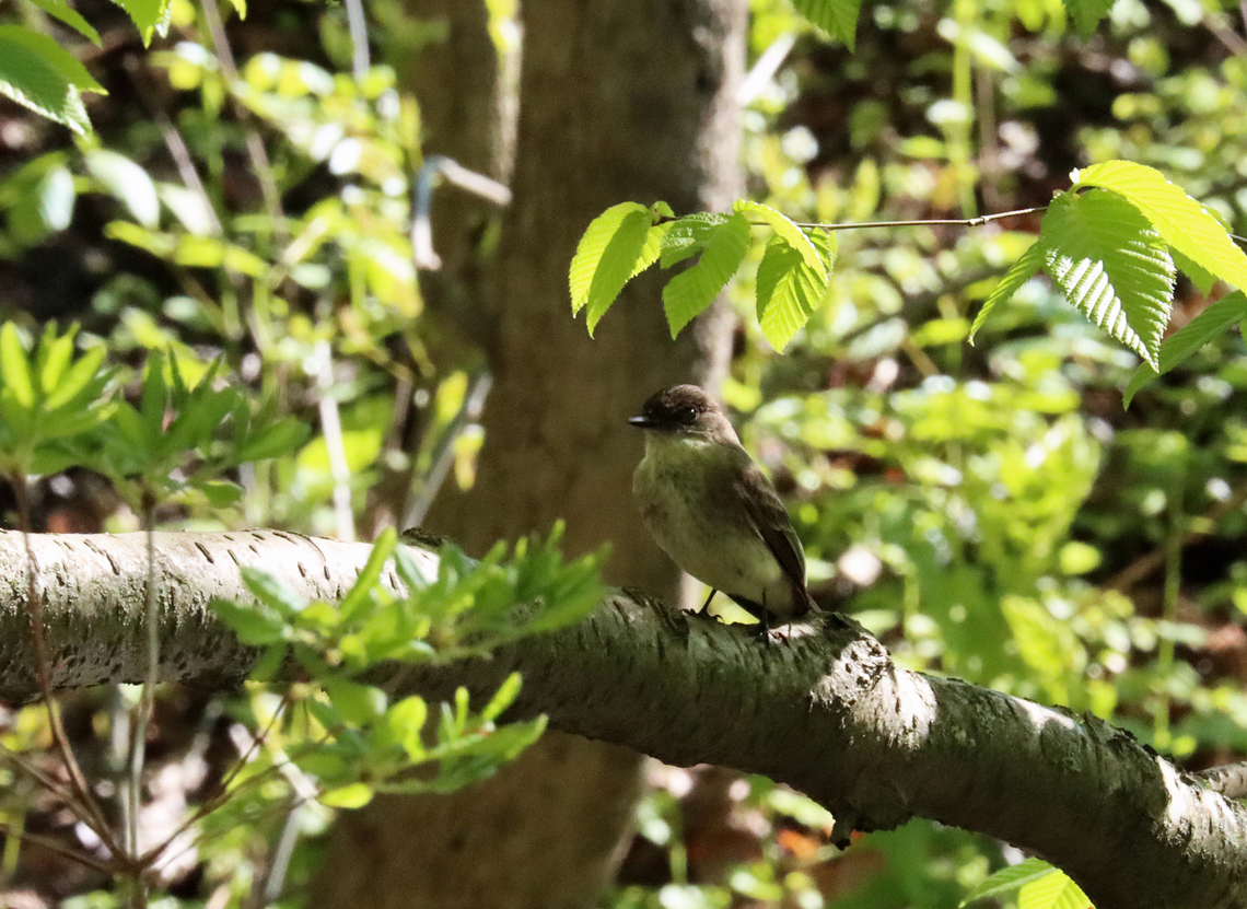 Eastern Phoebe - Sayornis phoebe Habitat: Deciduous forest Eastern Phoebe,Geotagged,Sayornis phoebe,Spring,United States,phoebe