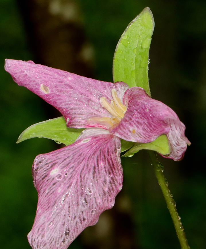 Great White Trillium - Trillium grandiflorum This flower was past prime as trillium season is coming to a close in my area.<br />
<br />
Habitat: Mesic, deciduous forest bordering a swamp Geotagged,Great white trillium,Spring,Trillium grandiflorum,United States,pink trillium,trillium