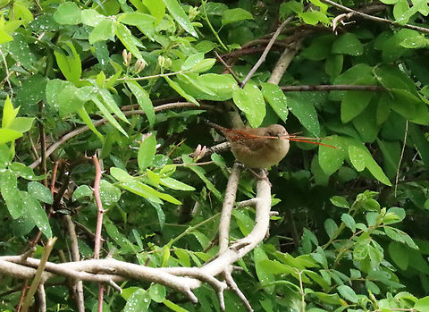 House Wren - Troglodytes aedon Wrens are my favorite songbirds because they have such cute personalities. They are so curious and bold. And, they are even more endearing when they have moustaches made of pine needles.

Habitat: Meadow
https://www.jungledragon.com/image/135173/house_wren_-_troglodytes_aedon.html Geotagged,House wren,Spring,Troglodytes,Troglodytes aedon,United States,wren