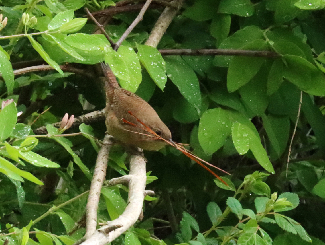 House Wren - Troglodytes aedon Wrens are my favorite songbirds because they have such cute personalities. They are so curious and bold. And, they are even more endearing when they have moustaches made of pine needles.<br />
<br />
Habitat: Meadow<br />
<figure class="photo"><a href="https://www.jungledragon.com/image/135172/house_wren_-_troglodytes_aedon.html" title="House Wren - Troglodytes aedon"><img src="https://s3.amazonaws.com/media.jungledragon.com/images/3232/135172_thumb.jpg?AWSAccessKeyId=05GMT0V3GWVNE7GGM1R2&Expires=1759968010&Signature=Ea5SYFlcKI8J23K6qOzPK2%2Bn4VE%3D" width="200" height="146" alt="House Wren - Troglodytes aedon Wrens are my favorite songbirds because they have such cute personalities. They are so curious and bold. And, they are even more endearing when they have moustaches made of pine needles.<br />
<br />
Habitat: Meadow<br />
https://www.jungledragon.com/image/135173/house_wren_-_troglodytes_aedon.html Geotagged,House wren,Spring,Troglodytes,Troglodytes aedon,United States,wren" /></a></figure> Geotagged,House wren,Spring,Troglodytes aedon,United States