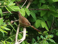 House Wren - Troglodytes aedon Wrens are my favorite songbirds because they have such cute personalities. They are so curious and bold. And, they are even more endearing when they have moustaches made of pine needles.<br />
<br />
Habitat: Meadow<br />
https://www.jungledragon.com/image/135172/house_wren_-_troglodytes_aedon.html Geotagged,House wren,Spring,Troglodytes aedon,United States