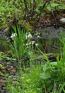 Cuckooflower - Cardamine pratensis *ID is for the white flowers.

Habitat: Swamp  Cardamine,Cardamine pratensis,Cuckooflower,Geotagged,Spring,United States,lady's smock