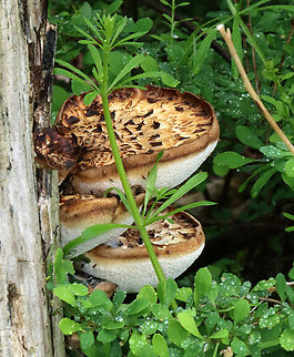 Dryad's Saddle - Cerioporus squamosus I've been photographing the dryad's saddle growing on this snag, every spring, for several years and I noticed it several years before that...

May 2019:
https://www.jungledragon.com/image/78886/dryads_saddle_-_cerioporus_squamosus.html

May 2020:
https://www.jungledragon.com/image/104255/dryads_saddle_-_cerioporus_squamosus.html

May 2021:
https://www.jungledragon.com/image/127948/dryads_saddle_-_polyporus_squamosus.html

Habitat: Growing in a snag on the edge of a swamp. The snag is covered with poison ivy, which is probably why nobody ever harvests the mushrooms.
 Cerioporus,Cerioporus squamosus,Dryad's Saddle,Geotagged,Polyporus squamosus,Spring,United States,fungus,mushroom,polypore,polyporus