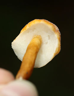Chestnut Bolete - Gyroporus castaneus group Habitat: Hilly, mesic forest
https://www.jungledragon.com/image/135177/chestnut_bolete_-_gyroporus_castaneus_group.html
https://www.jungledragon.com/image/135179/chestnut_bolete_-_gyroporus_castaneus_group.html
https://www.jungledragon.com/image/135178/chestnut_bolete_-_gyroporus_castaneus_group.html Chestnut bolete,Geotagged,Gyroporus castaneus,Summer,United States
