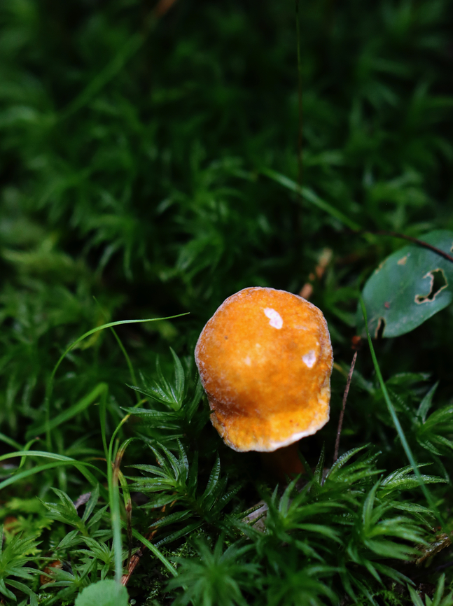 Chestnut Bolete - Gyroporus castaneus group Habitat: Hilly, mesic forest<br />
<figure class="photo"><a href="https://www.jungledragon.com/image/135177/chestnut_bolete_-_gyroporus_castaneus_group.html" title="Chestnut Bolete - Gyroporus castaneus group"><img src="https://s3.amazonaws.com/media.jungledragon.com/images/3232/135177_thumb.jpg?AWSAccessKeyId=05GMT0V3GWVNE7GGM1R2&Expires=1759968010&Signature=FUUzS7OmOBI3md96%2Fvb%2FKFzO2uI%3D" width="120" height="152" alt="Chestnut Bolete - Gyroporus castaneus group Habitat: Hilly, mesic forest<br />
https://www.jungledragon.com/image/135177/chestnut_bolete_-_gyroporus_castaneus_group.html<br />
https://www.jungledragon.com/image/135179/chestnut_bolete_-_gyroporus_castaneus_group.html<br />
https://www.jungledragon.com/image/135178/chestnut_bolete_-_gyroporus_castaneus_group.html Chestnut bolete,Geotagged,Gyroporus castaneus,Summer,United States" /></a></figure><br />
<figure class="photo"><a href="https://www.jungledragon.com/image/135179/chestnut_bolete_-_gyroporus_castaneus_group.html" title="Chestnut Bolete - Gyroporus castaneus group"><img src="https://s3.amazonaws.com/media.jungledragon.com/images/3232/135179_thumb.jpg?AWSAccessKeyId=05GMT0V3GWVNE7GGM1R2&Expires=1759968010&Signature=TtSLHgKZBgC2At7pUhBGv9KuWZA%3D" width="118" height="152" alt="Chestnut Bolete - Gyroporus castaneus group Habitat: Hilly, mesic forest<br />
https://www.jungledragon.com/image/135177/chestnut_bolete_-_gyroporus_castaneus_group.html<br />
https://www.jungledragon.com/image/135179/chestnut_bolete_-_gyroporus_castaneus_group.html<br />
https://www.jungledragon.com/image/135178/chestnut_bolete_-_gyroporus_castaneus_group.html Chestnut bolete,Geotagged,Gyroporus castaneus,Summer,United States" /></a></figure><br />
<figure class="photo"><a href="https://www.jungledragon.com/image/135178/chestnut_bolete_-_gyroporus_castaneus_group.html" title="Chestnut Bolete - Gyroporus castaneus group"><img src="https://s3.amazonaws.com/media.jungledragon.com/images/3232/135178_thumb.jpg?AWSAccessKeyId=05GMT0V3GWVNE7GGM1R2&Expires=1759968010&Signature=lr7Y%2BOX%2BgRGyb2SwDtLgxq6PoDM%3D" width="114" height="152" alt="Chestnut Bolete - Gyroporus castaneus group Habitat: Hilly, mesic forest<br />
https://www.jungledragon.com/image/135177/chestnut_bolete_-_gyroporus_castaneus_group.html<br />
https://www.jungledragon.com/image/135179/chestnut_bolete_-_gyroporus_castaneus_group.html<br />
https://www.jungledragon.com/image/135178/chestnut_bolete_-_gyroporus_castaneus_group.html Chestnut bolete,Geotagged,Gyroporus,Gyroporus castaneus,Gyroporus castaneus group,Summer,United States,bolete,fungus,mushroom" /></a></figure> Chestnut bolete,Geotagged,Gyroporus,Gyroporus castaneus,Gyroporus castaneus group,Summer,United States,bolete,fungus,mushroom