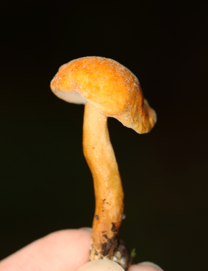 Chestnut Bolete - Gyroporus castaneus group Habitat: Hilly, mesic forest<br />
<figure class="photo"><a href="https://www.jungledragon.com/image/135177/chestnut_bolete_-_gyroporus_castaneus_group.html" title="Chestnut Bolete - Gyroporus castaneus group"><img src="https://s3.amazonaws.com/media.jungledragon.com/images/3232/135177_thumb.jpg?AWSAccessKeyId=05GMT0V3GWVNE7GGM1R2&Expires=1763596810&Signature=tTla%2BfhufV3QPD%2BSwqj6Wob1YO0%3D" width="120" height="152" alt="Chestnut Bolete - Gyroporus castaneus group Habitat: Hilly, mesic forest<br />
https://www.jungledragon.com/image/135177/chestnut_bolete_-_gyroporus_castaneus_group.html<br />
https://www.jungledragon.com/image/135179/chestnut_bolete_-_gyroporus_castaneus_group.html<br />
https://www.jungledragon.com/image/135178/chestnut_bolete_-_gyroporus_castaneus_group.html Chestnut bolete,Geotagged,Gyroporus castaneus,Summer,United States" /></a></figure><br />
<figure class="photo"><a href="https://www.jungledragon.com/image/135179/chestnut_bolete_-_gyroporus_castaneus_group.html" title="Chestnut Bolete - Gyroporus castaneus group"><img src="https://s3.amazonaws.com/media.jungledragon.com/images/3232/135179_thumb.jpg?AWSAccessKeyId=05GMT0V3GWVNE7GGM1R2&Expires=1763596810&Signature=pnCGAhdYZz%2BIiT0Vxu6SwwJzkfQ%3D" width="118" height="152" alt="Chestnut Bolete - Gyroporus castaneus group Habitat: Hilly, mesic forest<br />
https://www.jungledragon.com/image/135177/chestnut_bolete_-_gyroporus_castaneus_group.html<br />
https://www.jungledragon.com/image/135179/chestnut_bolete_-_gyroporus_castaneus_group.html<br />
https://www.jungledragon.com/image/135178/chestnut_bolete_-_gyroporus_castaneus_group.html Chestnut bolete,Geotagged,Gyroporus castaneus,Summer,United States" /></a></figure><br />
<figure class="photo"><a href="https://www.jungledragon.com/image/135178/chestnut_bolete_-_gyroporus_castaneus_group.html" title="Chestnut Bolete - Gyroporus castaneus group"><img src="https://s3.amazonaws.com/media.jungledragon.com/images/3232/135178_thumb.jpg?AWSAccessKeyId=05GMT0V3GWVNE7GGM1R2&Expires=1763596810&Signature=dwqknw4lCEJVjVmJC1V6NWA4c94%3D" width="114" height="152" alt="Chestnut Bolete - Gyroporus castaneus group Habitat: Hilly, mesic forest<br />
https://www.jungledragon.com/image/135177/chestnut_bolete_-_gyroporus_castaneus_group.html<br />
https://www.jungledragon.com/image/135179/chestnut_bolete_-_gyroporus_castaneus_group.html<br />
https://www.jungledragon.com/image/135178/chestnut_bolete_-_gyroporus_castaneus_group.html Chestnut bolete,Geotagged,Gyroporus,Gyroporus castaneus,Gyroporus castaneus group,Summer,United States,bolete,fungus,mushroom" /></a></figure> Chestnut bolete,Geotagged,Gyroporus castaneus,Summer,United States