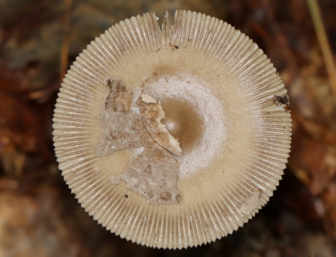 Mushroom - Amanita sect. Vaginatae Habitat: Growing on the ground; mixed forest<br />
<figure class="photo"><a href="https://www.jungledragon.com/image/135181/mushroom_-_amanita_sect._vaginatae.html" title="Mushroom - Amanita sect. Vaginatae"><img src="https://s3.amazonaws.com/media.jungledragon.com/images/3232/135181_thumb.jpg?AWSAccessKeyId=05GMT0V3GWVNE7GGM1R2&Expires=1769040010&Signature=v9Qa%2FKvkme0AOP8RTRj%2F9wRXIKE%3D" width="200" height="134" alt="Mushroom - Amanita sect. Vaginatae Habitat: Growing on the ground; mixed forest<br />
https://www.jungledragon.com/image/135180/mushroom_-_amanita_sect._vaginatae.html Amanita,Amanita sect. Vaginatae,Geotagged,Summer,United States,fungus,mushroom" /></a></figure> Geotagged,Summer,United States
