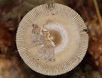 Mushroom - Amanita sect. Vaginatae Habitat: Growing on the ground; mixed forest<br />
https://www.jungledragon.com/image/135181/mushroom_-_amanita_sect._vaginatae.html Geotagged,Summer,United States