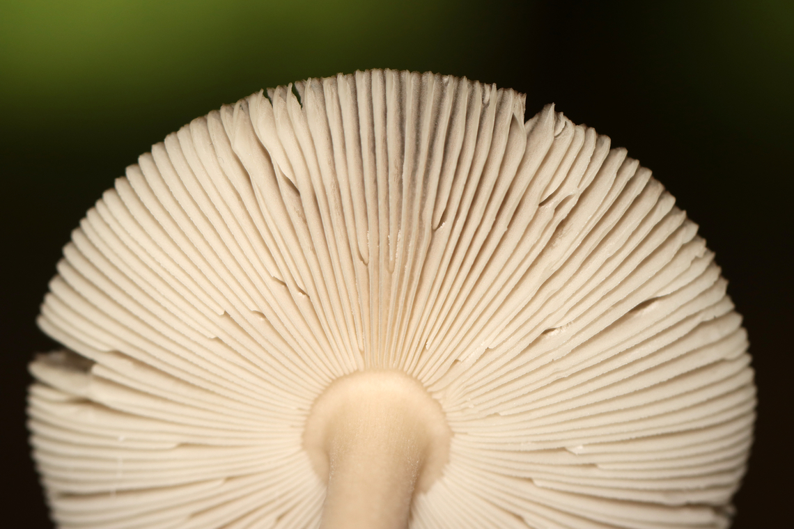 Mushroom - Amanita sect. Vaginatae Habitat: Growing on the ground; mixed forest<br />
<figure class="photo"><a href="https://www.jungledragon.com/image/135180/mushroom_-_amanita_sect._vaginatae.html" title="Mushroom - Amanita sect. Vaginatae"><img src="https://s3.amazonaws.com/media.jungledragon.com/images/3232/135180_thumb.jpg?AWSAccessKeyId=05GMT0V3GWVNE7GGM1R2&Expires=1759968010&Signature=eKJ6uNP49RXaqdD%2FOHLv1Y%2BWtY8%3D" width="200" height="154" alt="Mushroom - Amanita sect. Vaginatae Habitat: Growing on the ground; mixed forest<br />
https://www.jungledragon.com/image/135181/mushroom_-_amanita_sect._vaginatae.html Geotagged,Summer,United States" /></a></figure> Amanita,Amanita sect. Vaginatae,Geotagged,Summer,United States,fungus,mushroom