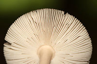 Mushroom - Amanita sect. Vaginatae Habitat: Growing on the ground; mixed forest<br />
https://www.jungledragon.com/image/135180/mushroom_-_amanita_sect._vaginatae.html Amanita,Amanita sect. Vaginatae,Geotagged,Summer,United States,fungus,mushroom