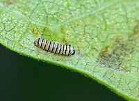Monarch Caterpillar - Danaus plexippus Habitat: On milkweed in a meadow<br />
https://www.jungledragon.com/image/135183/monarch_caterpillar_-_danaus_plexippus.html Danaus plexippus,Geotagged,Monarch butterfly,Summer,United States