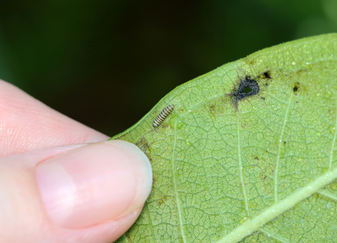 Monarch Caterpillar - Danaus plexippus With my thumb for a size comparison.<br />
<br />
Habitat: On milkweed in a meadow<br />
<figure class="photo"><a href="https://www.jungledragon.com/image/135182/monarch_caterpillar_-_danaus_plexippus.html" title="Monarch Caterpillar - Danaus plexippus"><img src="https://s3.amazonaws.com/media.jungledragon.com/images/3232/135182_thumb.jpg?AWSAccessKeyId=05GMT0V3GWVNE7GGM1R2&Expires=1769040010&Signature=7roKChm%2B%2BTHuEblDeMb5aKF8MPg%3D" width="200" height="146" alt="Monarch Caterpillar - Danaus plexippus Habitat: On milkweed in a meadow<br />
https://www.jungledragon.com/image/135183/monarch_caterpillar_-_danaus_plexippus.html Danaus plexippus,Geotagged,Monarch butterfly,Summer,United States" /></a></figure> Danaus,Danaus plexippus,Geotagged,Monarch butterfly,Nymphalidae,Summer,United States,caterpillar,larva