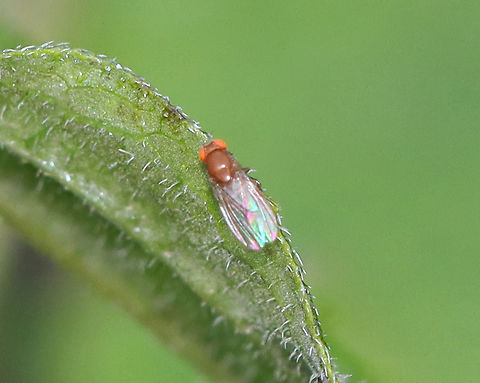 Common Fruit Fly - Drosophila melanogaster Tiny flies with characteristic wildtype coloring: brownish thorax, red eyes, and black bands across the abdomen.

Habitat: Meadow Drosophila,Drosophila melanogaster,Geotagged,Summer,United States,diptera,fly