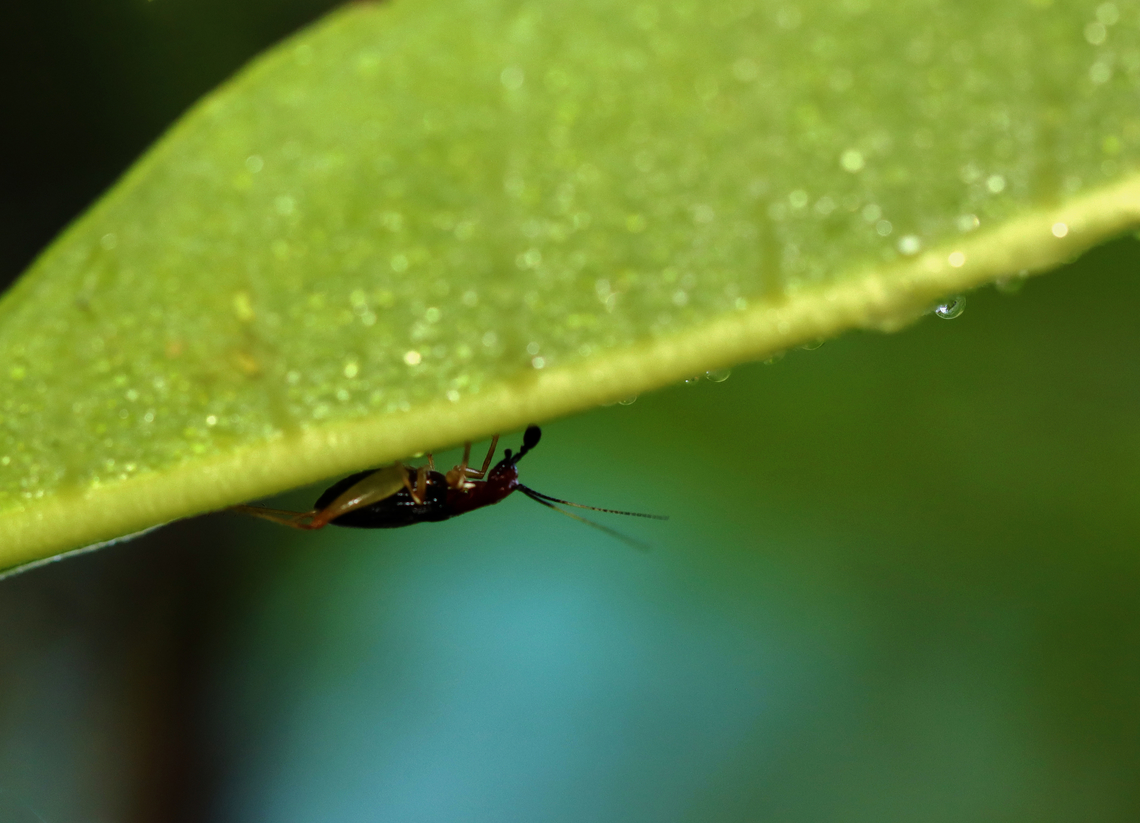 Handsome Trig - Phyllopalpus pulchellus Habitat: Meadow Geotagged,Handsome trig,Phyllopalpus pulchellus,Summer,United States,cricket,phyllopalpus