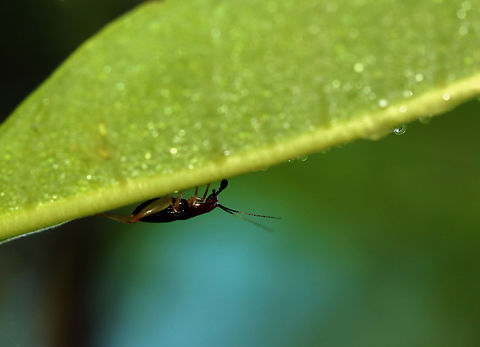 Handsome Trig - Phyllopalpus pulchellus Habitat: Meadow Geotagged,Handsome trig,Phyllopalpus pulchellus,Summer,United States,cricket,phyllopalpus