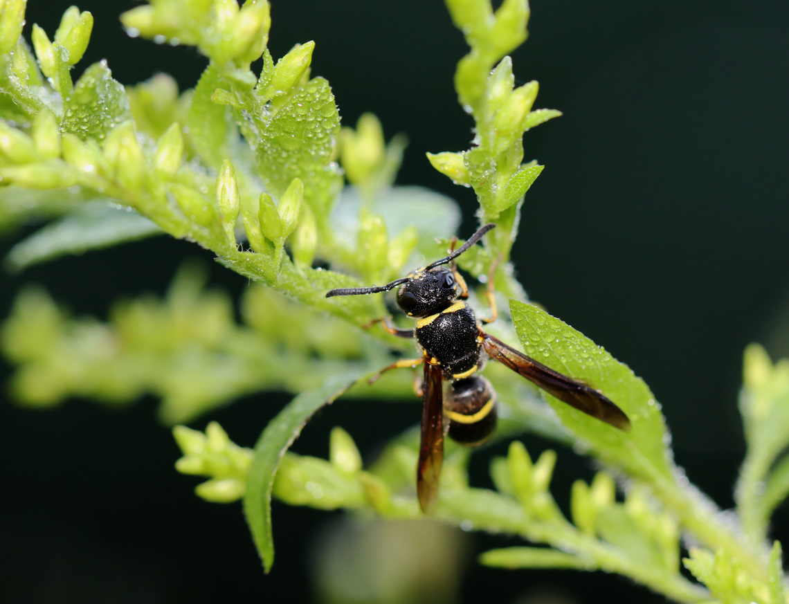 Potter Wasp - Euodynerus foraminatus *Tentative ID<br />
<br />
Habtiat: Meadow Euodynerus,Euodynerus foraminatus,Geotagged,Summer,United States,wasp