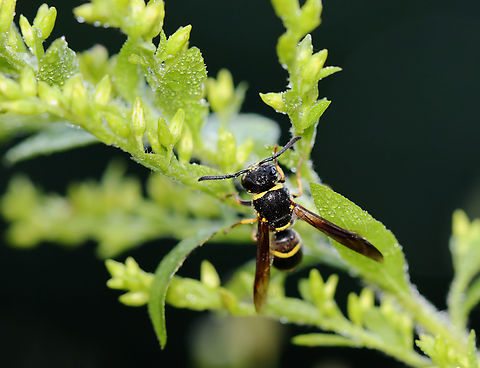 Potter Wasp - Euodynerus foraminatus *Tentative ID

Habtiat: Meadow Euodynerus,Euodynerus foraminatus,Geotagged,Summer,United States,wasp