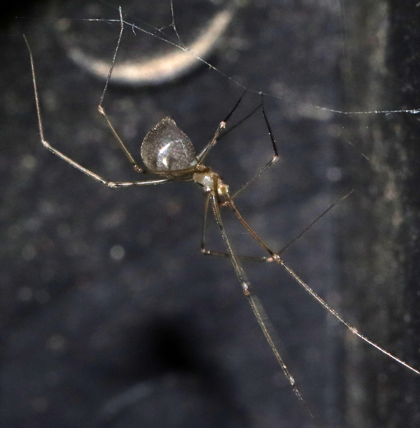 Cellar Spider - Pholcus manueli Habitat: Living on a folding chair on my deck.<br />
<figure class="photo"><a href="https://www.jungledragon.com/image/135372/cellar_spider_-_pholcus_manueli.html" title="Cellar Spider - Pholcus manueli"><img src="https://s3.amazonaws.com/media.jungledragon.com/images/3232/135372_thumb.jpg?AWSAccessKeyId=05GMT0V3GWVNE7GGM1R2&Expires=1759968010&Signature=y8sfEN7GNlQFFXCQeO8ctH2PNFA%3D" width="144" height="152" alt="Cellar Spider - Pholcus manueli Habitat: Living on a folding chair on my deck.<br />
https://www.jungledragon.com/image/135371/cellar_spider_-_pholcus_sp.html Geotagged,Longbodied cellar spider,Pholcus manueli,Pholcus phalangioides,Spring,United States,cellar spider,spider" /></a></figure> Geotagged,Pholcus manueli,Spring,United States