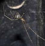 Cellar Spider - Pholcus manueli Habitat: Living on a folding chair on my deck.<br />
https://www.jungledragon.com/image/135372/cellar_spider_-_pholcus_sp.html Geotagged,Pholcus manueli,Spring,United States