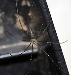 Cellar Spider - Pholcus manueli Habitat: Living on a folding chair on my deck.<br />
https://www.jungledragon.com/image/135371/cellar_spider_-_pholcus_sp.html Geotagged,Longbodied cellar spider,Pholcus manueli,Pholcus phalangioides,Spring,United States,cellar spider,spider
