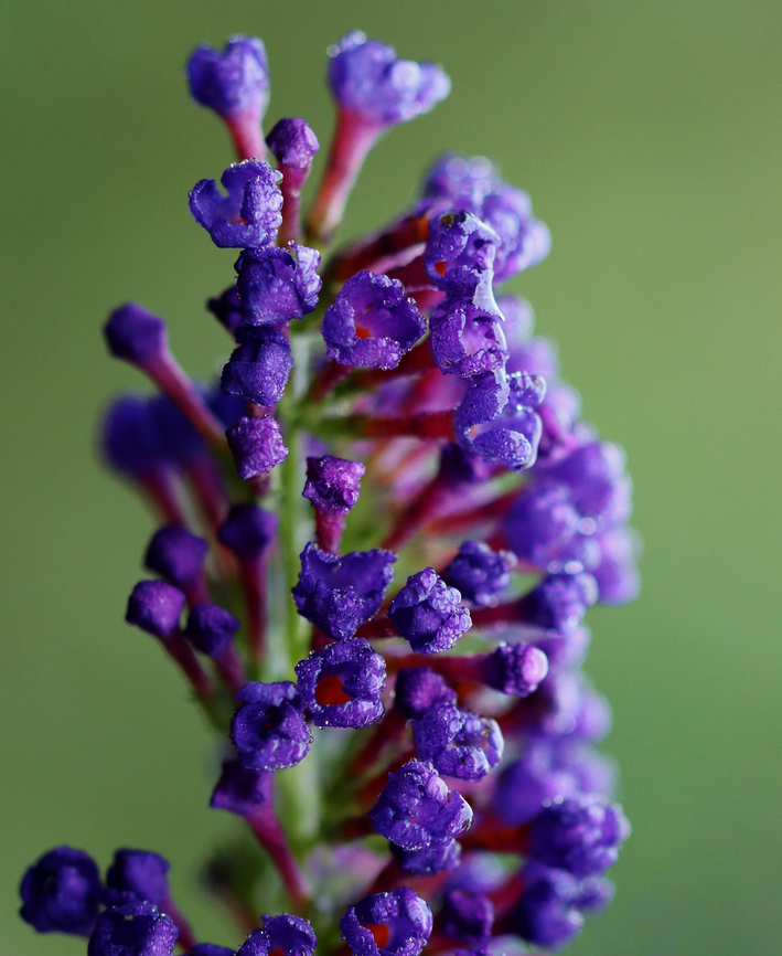 Butterfly Bush - Buddleja davidii  Habitat: Rural garden Buddleja,Buddleja davidii,Butterfly-bush,Geotagged,Summer,United States