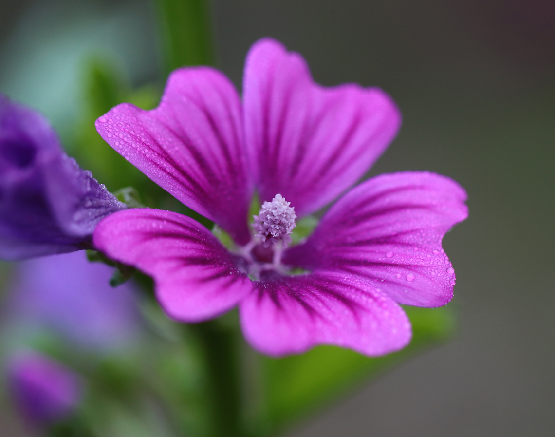 Common Mallow - Malva sylvestris Habitat: Garden Common Mallow,Geotagged,Malva sylvestris,Summer,United States,mallow,malva