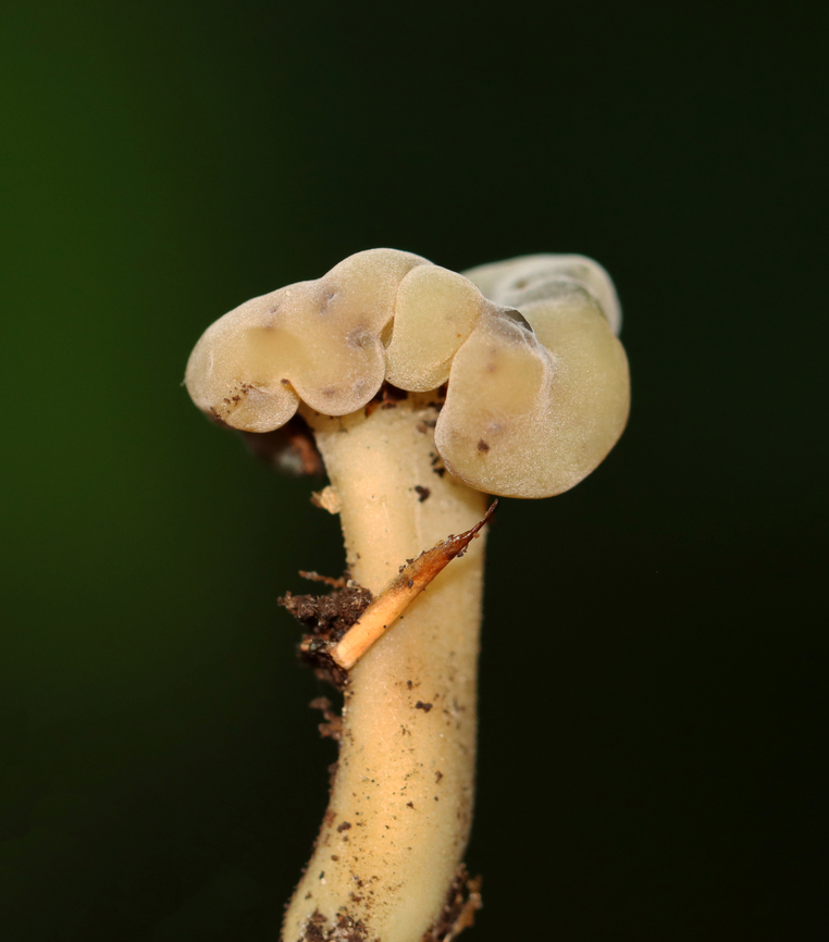 Jelly Baby - Leotia lubrica Habitat: Mixed forest Geotagged,Jelly baby,Leotia lubrica,Summer,United States,fungus,leotia,mushroom