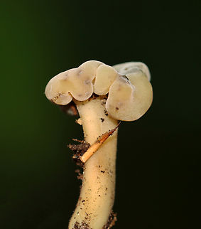 Jelly Baby - Leotia lubrica Habitat: Mixed forest Geotagged,Jelly baby,Leotia lubrica,Summer,United States,fungus,leotia,mushroom