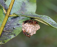 Paper Wasps - Polistes fuscatus This is my 4th observation of these wasps from last summer. In each photo, you can see how they've added on to their nest. Some of the cells that were open a few weeks earlier, are now capped thus containing pupae.<br />
<br />
July 5th:<br />
https://www.jungledragon.com/image/117794/paper_wasps_sleeping_-_polistes_fuscatus.html<br />
<br />
July 25th:<br />
https://www.jungledragon.com/image/131874/paper_wasps_with_nest_-_polistes_fuscatus.html<br />
<br />
August 6th:<br />
https://www.jungledragon.com/image/132653/paper_wasps_-_polistes_fuscatus.html<br />
<br />
August 26th:<br />
https://www.jungledragon.com/image/135377/paper_wasps_-_polistes_fuscatus.html<br />
 Geotagged,Northern paper wasp,Polistes fuscatus,Summer,United States,nest,paper wasp,polistes,wasp nest,wasps