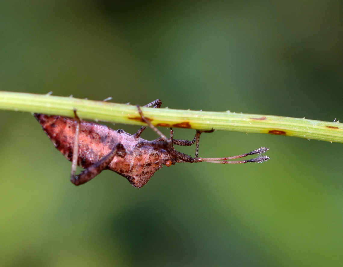 Helmeted Squash Bug - Euthochtha galeator Habitat: Meadow Euthochtha,Euthochtha galeator,Geotagged,Helmeted Squash Bug,Summer,United States,bug,coreidae,squash bug