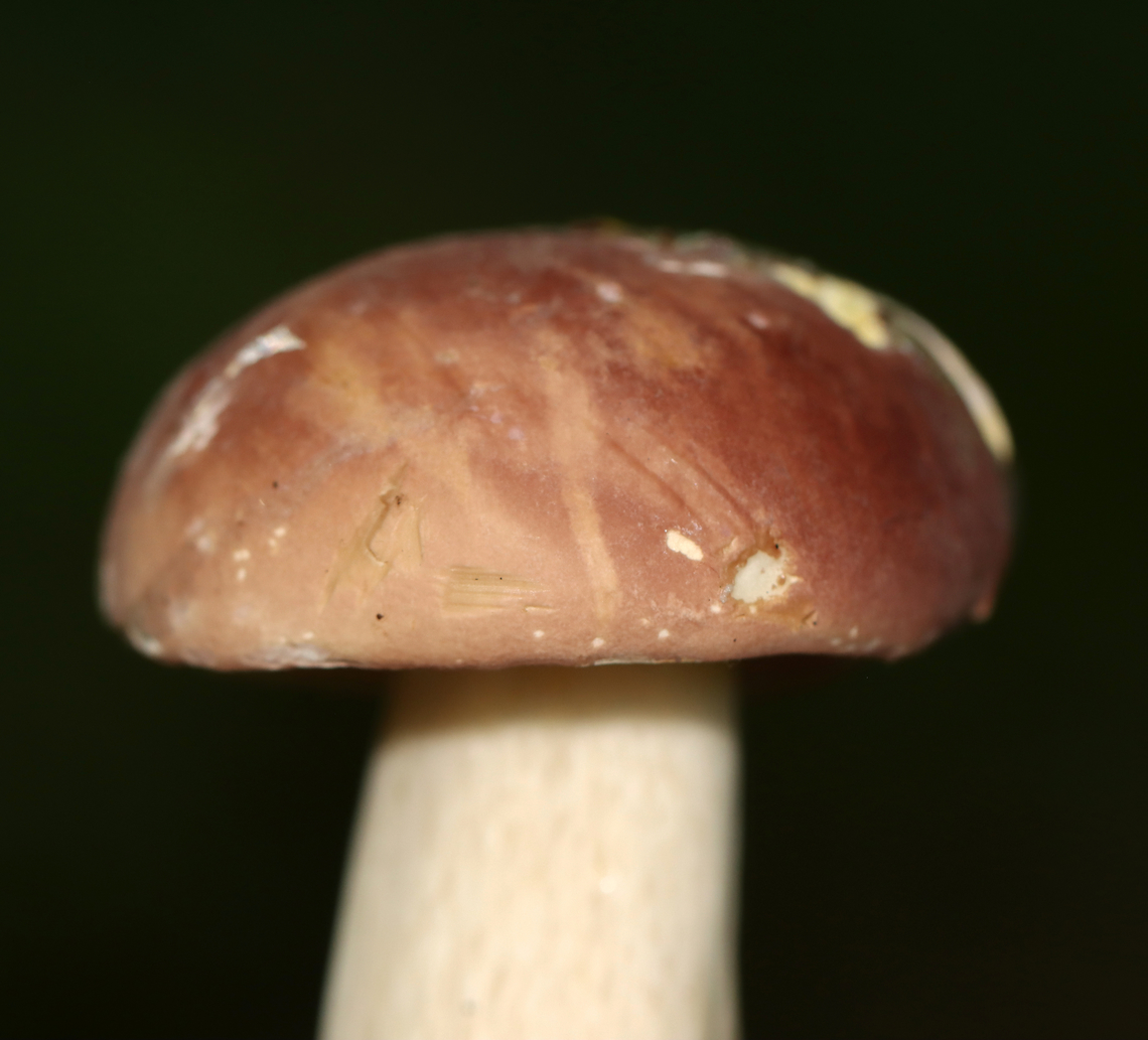 Mushroom - Family Boletaceae, Xanthoconium purpureum Tentative ID: Xanthoconium purpureum<br />
<br />
Growing on the ground; mostly deciduous forest<br />
<figure class="photo"><a href="https://www.jungledragon.com/image/135380/mushroom_-_family_boletaceae_xanthoconium_purpureum.html" title="Mushroom - Family Boletaceae, Xanthoconium purpureum"><img src="https://s3.amazonaws.com/media.jungledragon.com/images/3232/135380_thumb.jpg?AWSAccessKeyId=05GMT0V3GWVNE7GGM1R2&Expires=1759968010&Signature=3%2Bdliv56WR33z86TF2hz4dcdpD0%3D" width="102" height="152" alt="Mushroom - Family Boletaceae, Xanthoconium purpureum Tentative ID: Xanthoconium purpureum<br />
<br />
Growing on the ground; mostly deciduous forest<br />
https://www.jungledragon.com/image/135379/mushroom_-_family_boletaceae.html Geotagged,Summer,United States,Xanthoconium purpureum,boletaceae,bolete,fungus,mushroom" /></a></figure> Geotagged,Summer,United States,Xanthoconium purpureum