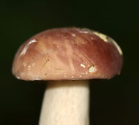 Mushroom - Family Boletaceae, Xanthoconium purpureum Tentative ID: Xanthoconium purpureum<br />
<br />
Growing on the ground; mostly deciduous forest<br />
https://www.jungledragon.com/image/135380/mushroom_-_family_boletaceae.html Geotagged,Summer,United States,Xanthoconium purpureum