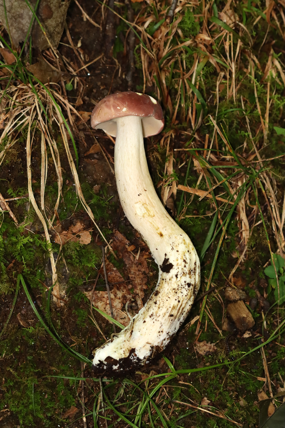 Mushroom - Family Boletaceae, Xanthoconium purpureum Tentative ID: Xanthoconium purpureum<br />
<br />
Growing on the ground; mostly deciduous forest<br />
<figure class="photo"><a href="https://www.jungledragon.com/image/135379/mushroom_-_family_boletaceae_xanthoconium_purpureum.html" title="Mushroom - Family Boletaceae, Xanthoconium purpureum"><img src="https://s3.amazonaws.com/media.jungledragon.com/images/3232/135379_thumb.jpg?AWSAccessKeyId=05GMT0V3GWVNE7GGM1R2&Expires=1767225610&Signature=DL0ji8ntzUPPxk1aNVOzZ%2FyI1v8%3D" width="200" height="182" alt="Mushroom - Family Boletaceae, Xanthoconium purpureum Tentative ID: Xanthoconium purpureum<br />
<br />
Growing on the ground; mostly deciduous forest<br />
https://www.jungledragon.com/image/135380/mushroom_-_family_boletaceae.html Geotagged,Summer,United States,Xanthoconium purpureum" /></a></figure> Geotagged,Summer,United States,Xanthoconium purpureum,boletaceae,bolete,fungus,mushroom