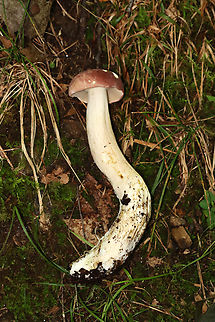 Mushroom - Family Boletaceae, Xanthoconium purpureum Tentative ID: Xanthoconium purpureum

Growing on the ground; mostly deciduous forest
https://www.jungledragon.com/image/135379/mushroom_-_family_boletaceae.html Geotagged,Summer,United States,Xanthoconium purpureum,boletaceae,bolete,fungus,mushroom