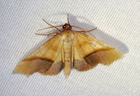 Straight-lined Plagodis - Plagodis phlogosaria Habitat: Attracted to a 365 + 395 nm LED light in a semi-rural area

2022(21) Geotagged,Plagodis,Plagodis phlogosaria,Spring,Straight-lined Plagodis Moth,United States,moth