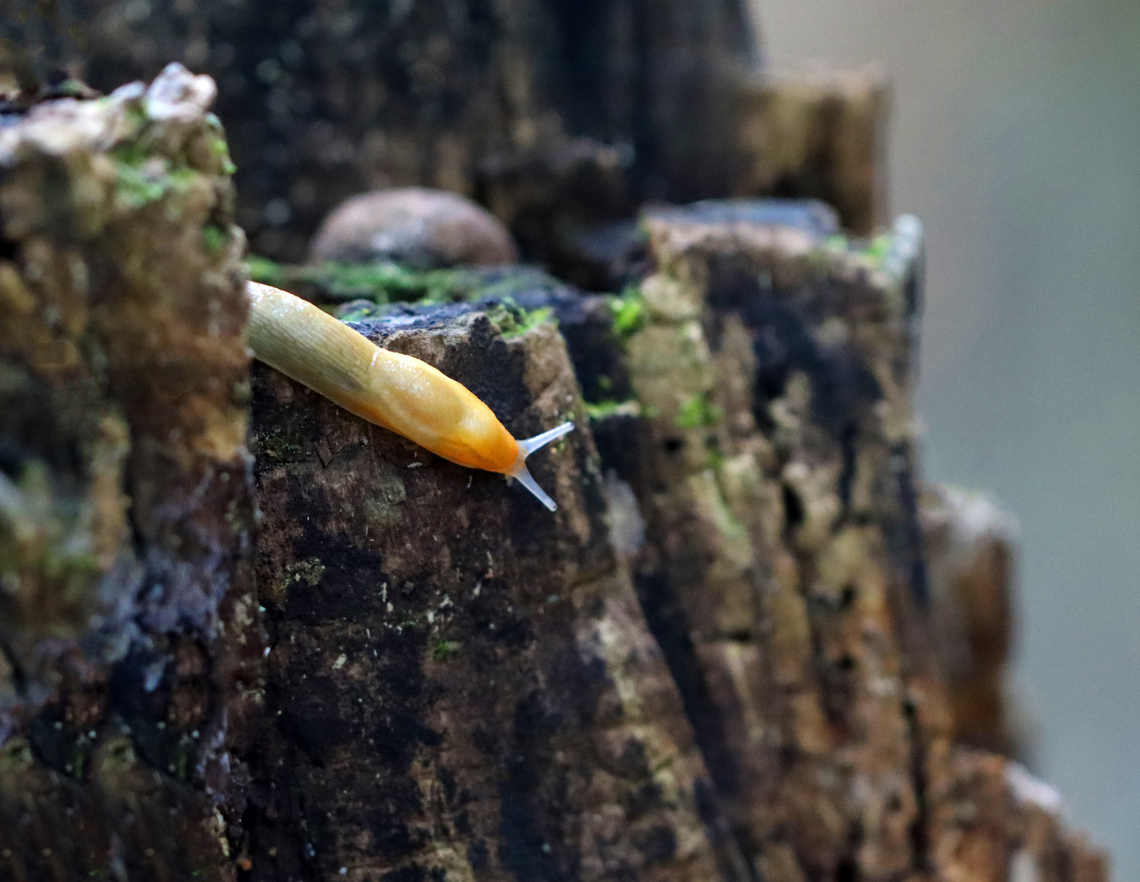 Dusky Arion Slug - Arion subfuscus A very common species around here.<br />
<br />
Habitat: Swampy, hardwood forest Arion fuscus,Dusky Arion,Geotagged,Summer,United States,arion,slug