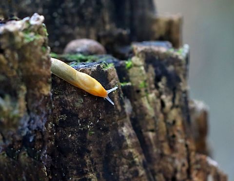 Dusky Arion Slug - Arion subfuscus A very common species around here.

Habitat: Swampy, hardwood forest Arion fuscus,Dusky Arion,Geotagged,Summer,United States,arion,slug