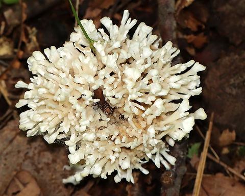False Coral - Sebacina schweinitzii Habitat: Growing on the ground; mixed forest
https://www.jungledragon.com/image/135431/false_coral_-_sebacina_schweinitzii.html False Coral,Geotagged,Sebacina,Sebacina schweinitzii,Summer,United States,coral fungus,fungus,mushroom