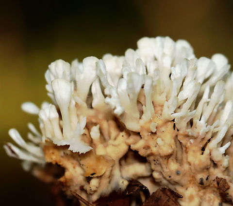 False Coral - Sebacina schweinitzii Habitat: Growing on the ground; mixed forest
https://www.jungledragon.com/image/135430/false_coral_-_sebacina_schweinitzii.html False Coral,Geotagged,Sebacina schweinitzii,Summer,United States