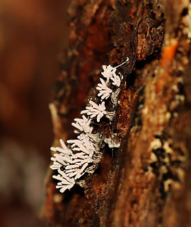 Slime mold - Arcyria cinerea *Tentative ID

Habitat: Rotting wood; deciduous forest Arcyria,Arcyria cinerea,Geotagged,Summer,United States,slime mold