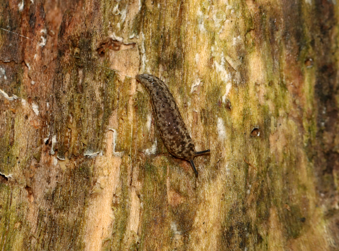 Toga Mantleslug - Philomycus togatus Habitat: Swampy forest Geotagged,Philomycus,Philomycus togatus,Summer,United States,slug,toga Mantleslug