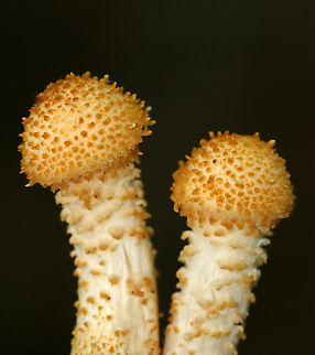 Pholiota squarrosoides? These were young mushrooms and I didn't get a shot of the gills. Oopsie.

Habitat: Growing on rotting wood; mixed forest
https://www.jungledragon.com/image/135436/pholiota_squarrosoides.html Geotagged,Summer,United States