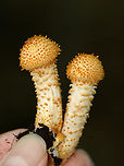 Pholiota squarrosoides? These were young mushrooms and I didn't get a shot of the gills. Oopsie.<br />
<br />
Habitat: Growing on rotting wood; mixed forest<br />
https://www.jungledragon.com/image/135435/pholiota_squarrosoides.html<br />
<br />
Geotagged,Pholiota,Summer,United States,fungus,mushroom