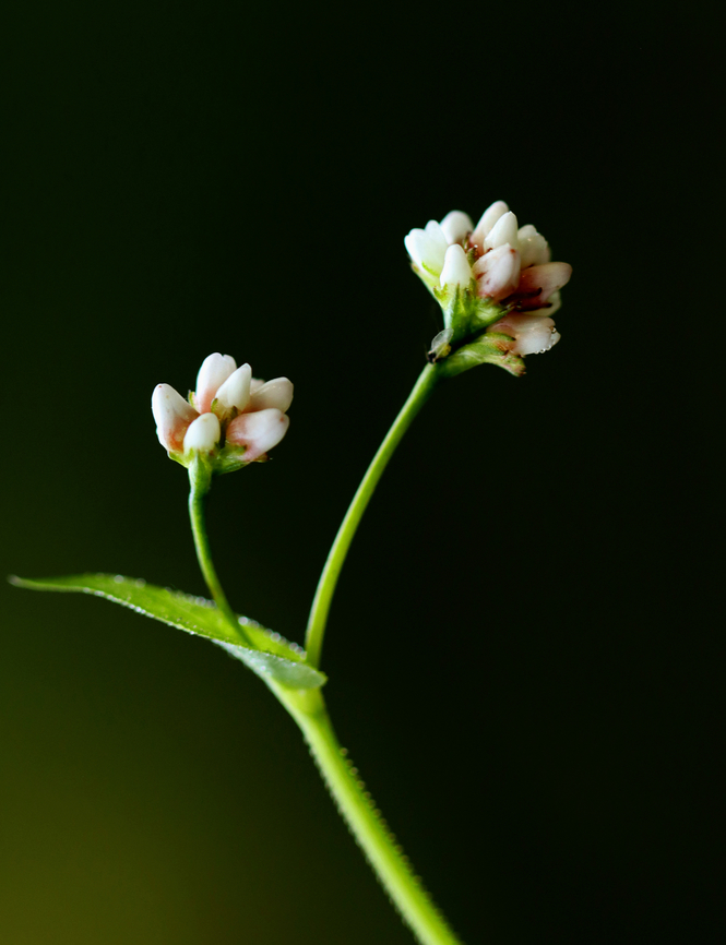 Arrowleaf Tearthumb - Persicaria sagittata Habitat: Pond edge Arrowleaf Tearthumb,Geotagged,Persicaria sagittata,Summer,United States,persicaria,tearthumb