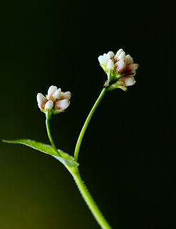 Arrowleaf Tearthumb - Persicaria sagittata Habitat: Pond edge Arrowleaf Tearthumb,Geotagged,Persicaria sagittata,Summer,United States,persicaria,tearthumb
