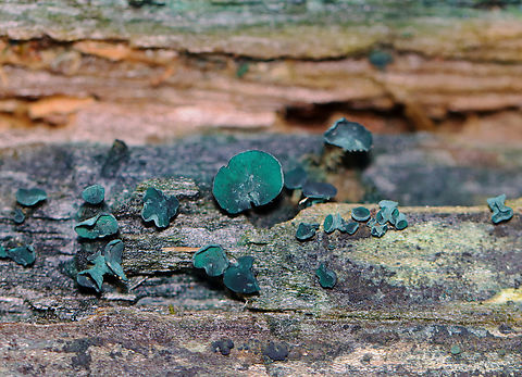 Green Elfcup - Chlorociboria aeruginascens Habitat: Rotting wood in a mixed swamp Chlorociboria,Chlorociboria aeruginascens,Chlorociboria aeruginosa,Geotagged,Green elfcup,Summer,United States,fungus